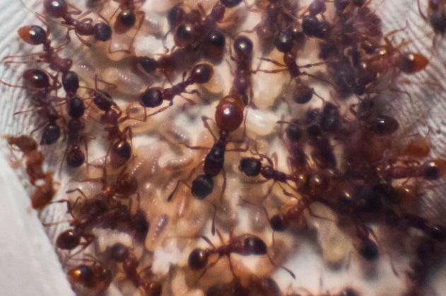 Įvadas į skruzdžių auginimą