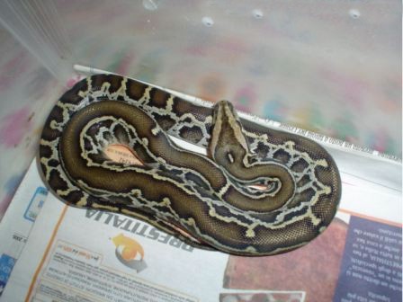 Python molurus striped