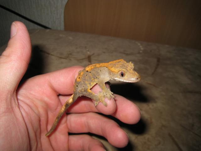 Rhacodactylus ciliatus