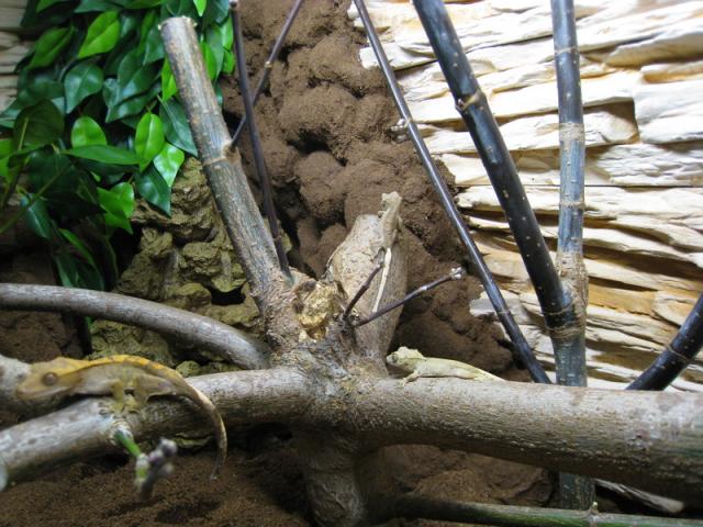 Rhacodactylus ciliatus