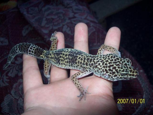 eublepharis macularius