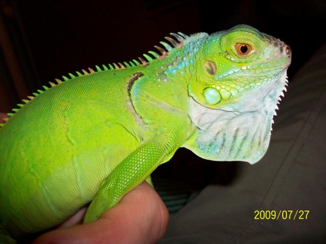 Green iguana