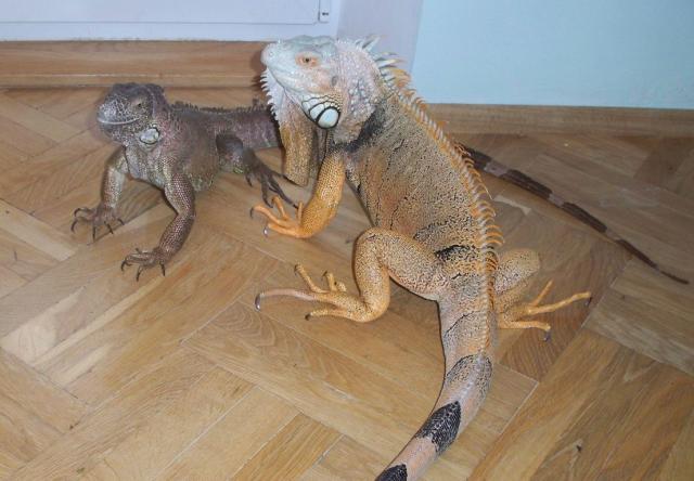 Iguanos