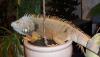 100_2661_1_2_t1.jpg