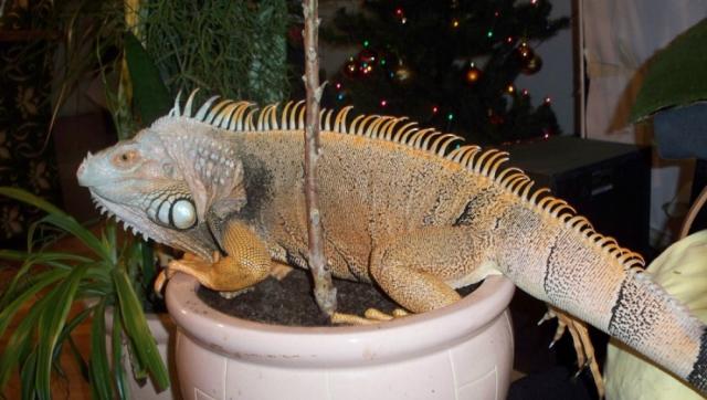 Iguana
