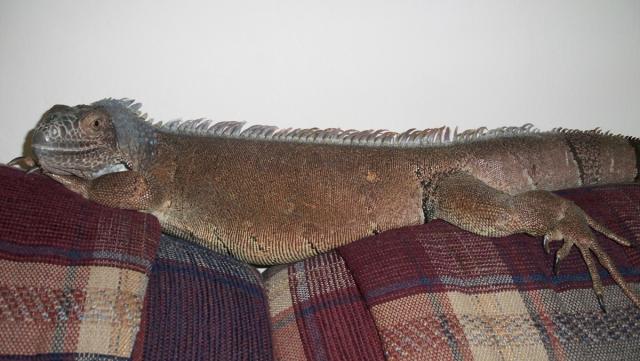 Popietė