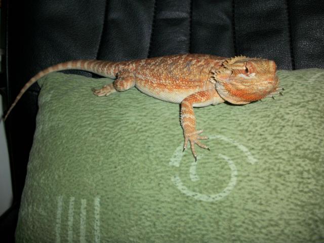 Pogona Vitticeps "red" forma.