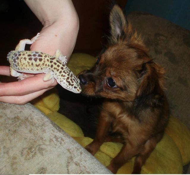 Leopardinis gekonas