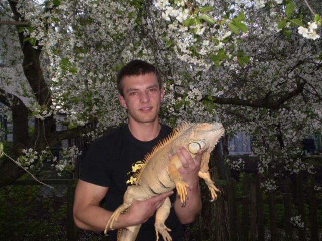 Iguana