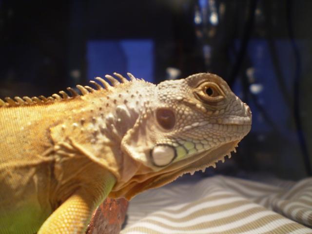 Iguana