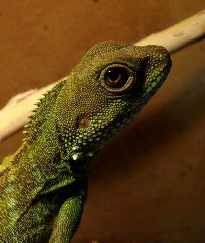 vandens agama