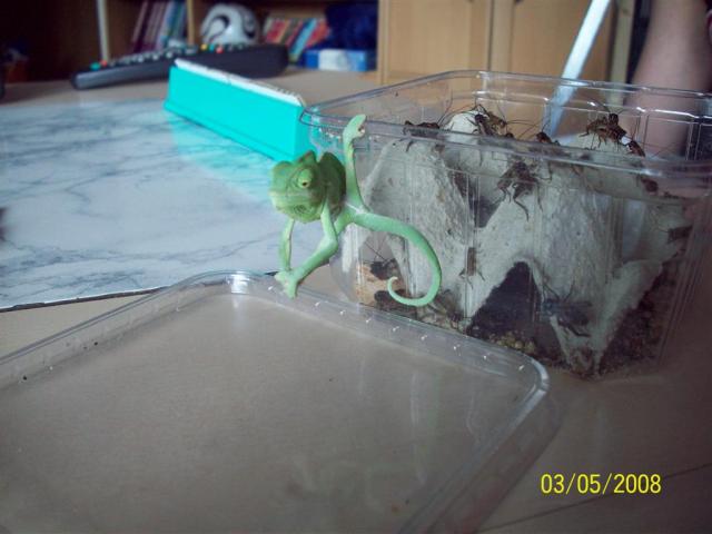Jemeno chameleonas