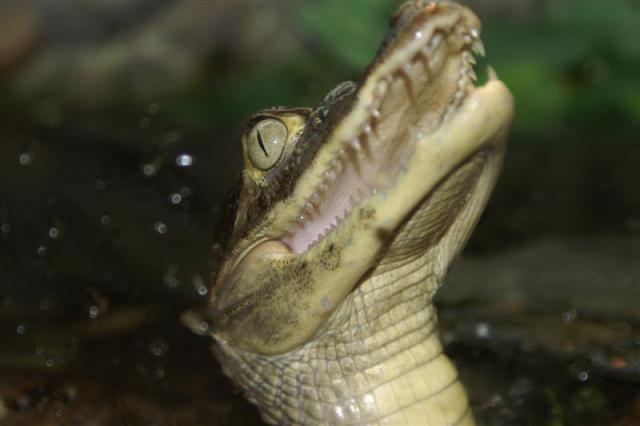 Caiman crocodilus 1