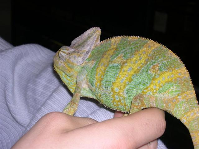 Chamaeleo ealyptratus