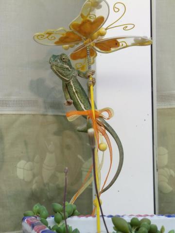 Chamaeleo chamaeleon