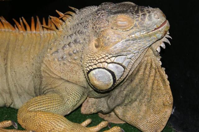 Iguana - miega?