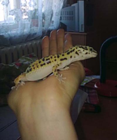 Eublefaro Beno namai