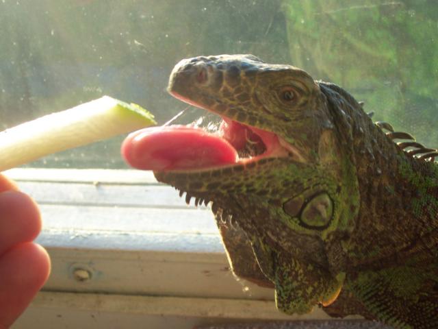 Iguana kanda