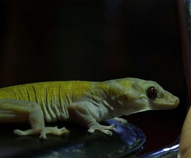 Golden gecko