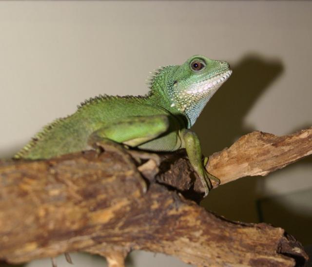 Physignatus Coccincinus 7