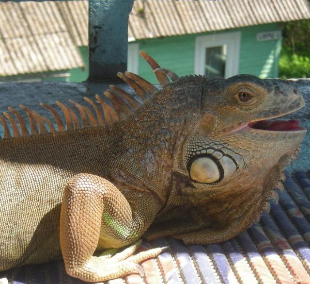Iguana