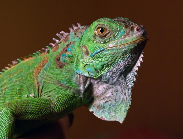 Iguana:)
