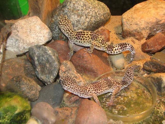 Eublepharis macularius 02