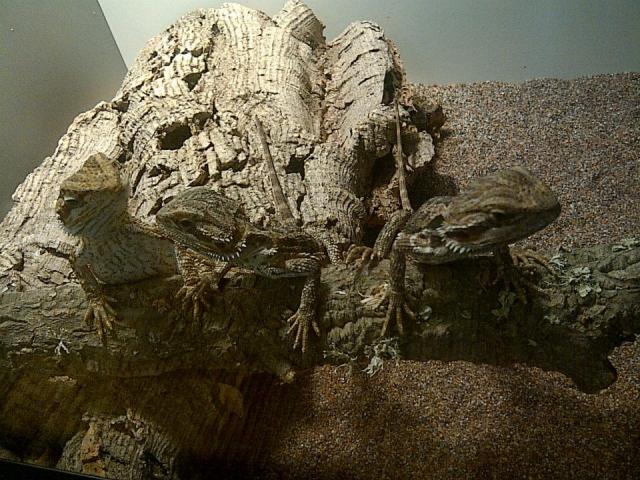 Mano Bearded Dragons 