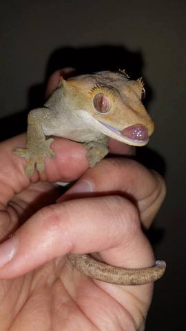 Correlophus ciliatus
