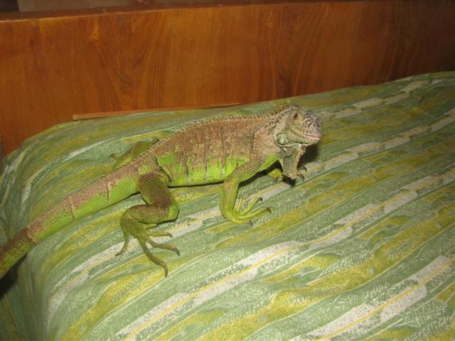 Iguana 12