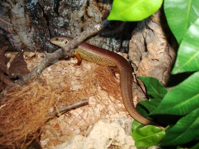 grazuolis