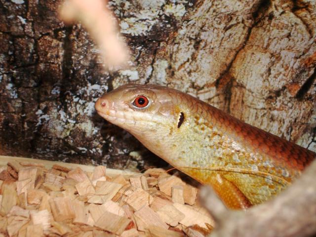 piktas