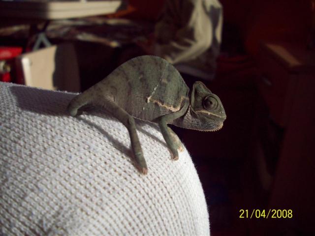 Jemeno chamelionas