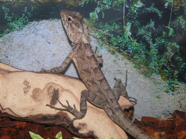 Calotes versicolor