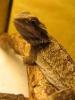 agama_t1_1_2_3.jpg