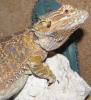 agama_t1_1_2_3_4_5_6.jpg