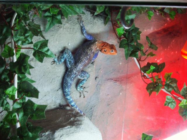 Agama agama