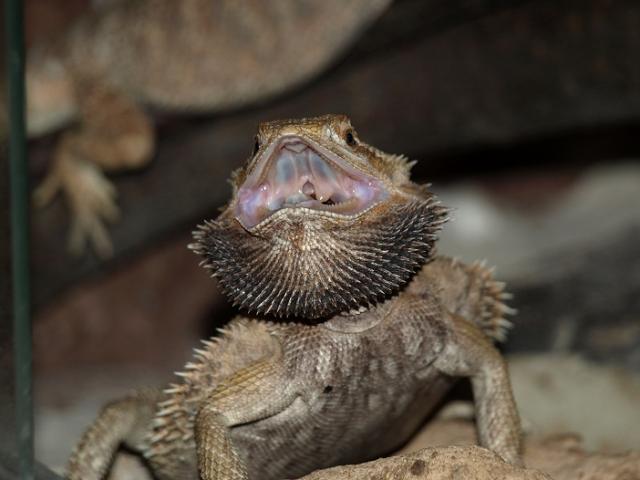 Piktoji agama