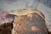 anolis_t1_1.jpg