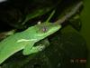 anolis_t1_1_2_3_4_5.jpg