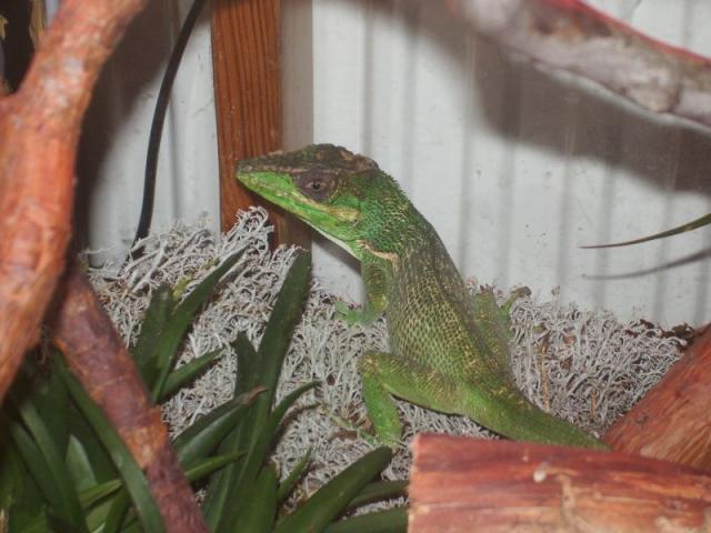 Anolis equestris 