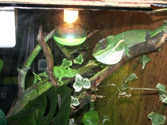 Anolis pasipiktinęs