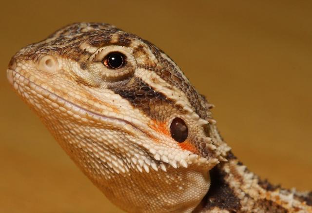 Barzdotoji agama