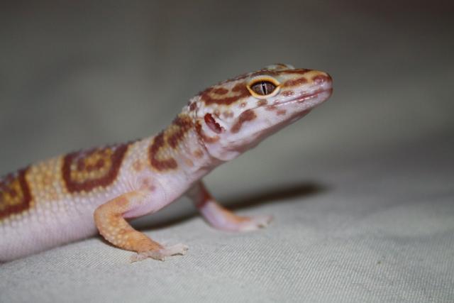 Eublepharis macularius