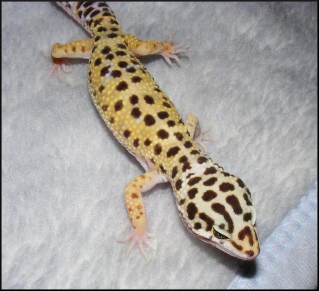 E. macularius