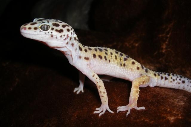 Eublepharis macularius