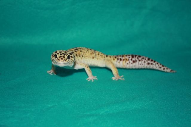 Eublepharis macularius