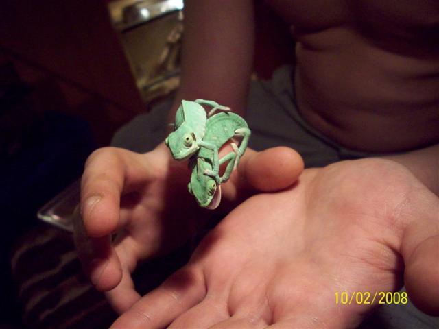 Jemeno chameleonas