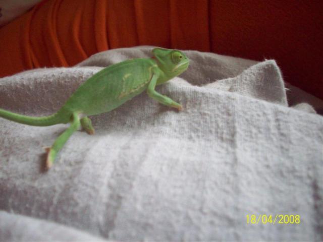 Jemeno chameleonas