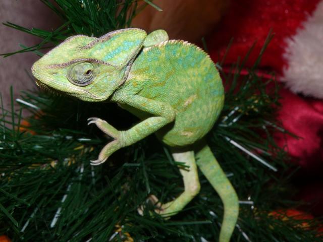 Chamaeleo calypratus 